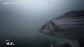 Spearfishing New York October stripers and togs. It's getting chilly 2024 10 17