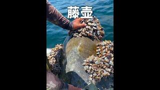 藤壺和蚊子誰更討厭呢？ #藤壺 #蚊子 #動物解說