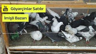 Göyərçinlər Satılır (İmişli Bazarı)