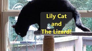 Obsessed Cat and Lizard! #cat #catvideos #caturday #Lilly #lizard
