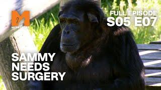 The Chimps Get Upset | Season 5 Episode 7 | Full Episode | Monkey Life