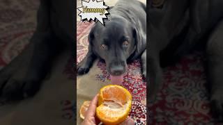 My Dog Loves Oranges #doglover #lucky