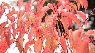 Failsafe plants for autumn colour