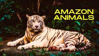 Amazon - Explore wild animals| Animal planet TV