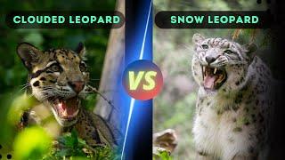 Snow Leopard vs Clouded Leopard - Which is Stronger?