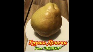 Груша Девечи, pear Deveci - сладкий, сочный сорт позднего срока созревания.