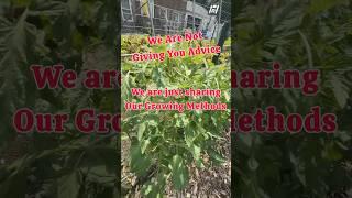 We aren’t Here to Give You Advice!! #suburbanfarm #regenerativeagriculture #growyourownfood