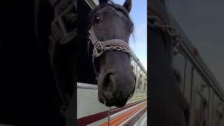 AP Beauregard meet Phantom Mare - success Stallion Training