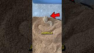 This Animals Are Camouflage Kings! Part 2 #facts #animals #shorts