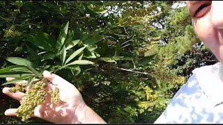 Harvesting and Making A Vitex Tincture