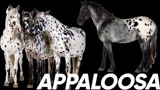 Equine 411: Appaloosa