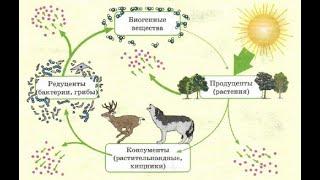 Компоненты экосистемы