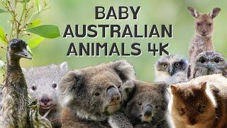 Cute Baby Australian Animals Compilation 4K