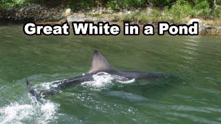 14 foot Great White Shark Stuck in A Salt Pond