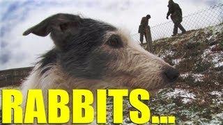 Fieldsports Britain - Rabbiting with ferrets and lurchers, foxshooting and gundogs, episode 170