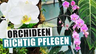 Orchideen Basics - Kaufen, pflegen & wieder zur Blüte bringen!