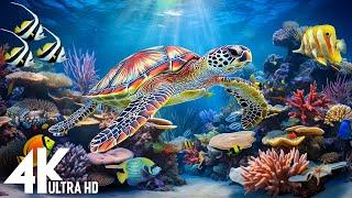 Ocean 4K - Sea Animals for Relaxation, Beautiful Coral Reef Fish in Aquarium(4K Video Ultra HD) #7