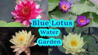 Big and Stunning Blue Lotus Water Garden Yarra Junction VIC Australia