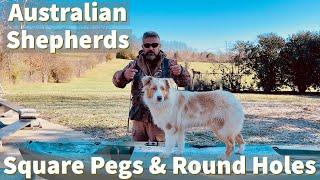 Australian Shepherd Training | The Square Peg Round Hole Problem