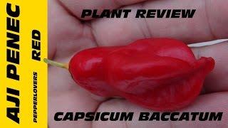 ⟹ Aji Penec Pepper | capsicum baccatum