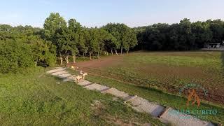 Horse Training with Ashley Purdin: Continuous U - Equus Curito Equine Center