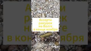 Волга и Ракушки #казань #природа #ракушки #волга #вода