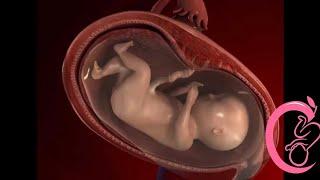 Fertilization and Pregnancy Development