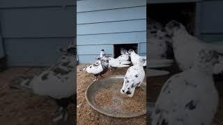 Tajikistan pigeons Dushanbe 2020