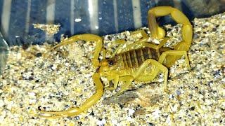 Как охотится самый токсичный в мире скорпион / The most toxic scorpion feeding