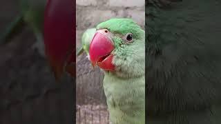 Alexander parrot baby || parrot sound natural  #alexander #ringneck #parrot #shorts