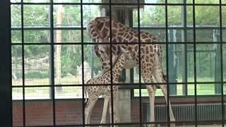 Giraffenbaby am 05 06 2020 im Tierpark Berlin geboren