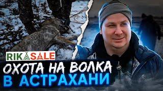 Охота на волка в Астрахани. Сезон 2022. Часть первая. Волки рыщут - добычи ищут.