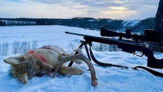 The Perfect Stand: Coyote Hunting