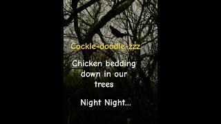 Far North food forest- Chicken in the Trees! #trees #chicken #foodforest