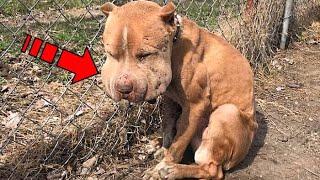 An injured puppy with chubby cheeks is infected and left all alone, tied to a fence