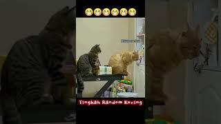 #catcomedy #kucinglucubikinngakak #funnyanimal . #funny vat