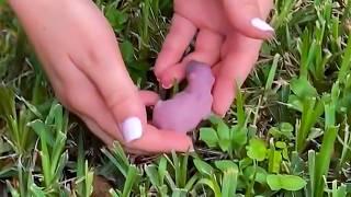 The girl saved a strange animal in the park, raised it and the unexpected happened.