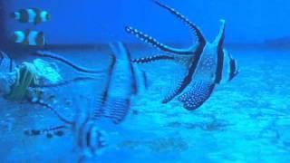Морской аквариум - Обитатели - Аквариумные рыбы