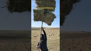 Чоп сезон.Тоют даярдоо. #тойырлары #тойәндері #kyrgyzstan