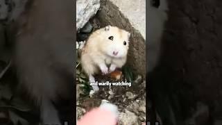 Crying little hamster #shortvideo #rescue #cuteanimal #animals #lovestory #hamsters