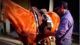 How to saddle your polo pony with the correon method. Seller votre cheval avec le sytème correon.