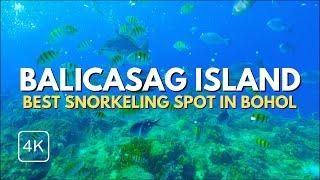 The BEST Snorkeling Spot in Bohol Province | Balicasag Island | Philippines | 4K ASMR