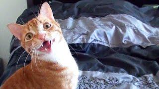 Funny Cats and Kittens Meowing Compilation