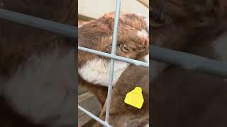 Dreamer says she is over Thorn#goats #goat #goatlife #goatlovers #goatfarming #farm #farming