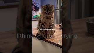 My cat was crying  #cat #oliver #kitty #sad #subscribe