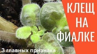 Клещ на ФИАЛКАХ! 3 Главных признака ЗАРАЖЕНИЯ клещом