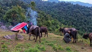 This Is Himalayan Village Life|Dolpa Nepal|Most Peaceful And Very Relaxing Shepherd Lifestyle Nepal|