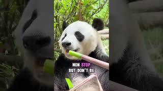 Cuteness Overload: Panda Facts You Never Knew! | | #panda #shorts #funfacts