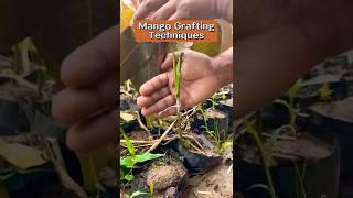 Mango Grafting Techniques || #shorts #youtubeshorts #mangografting #indian_nursery_tips