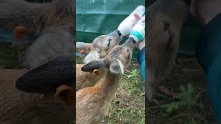 Guy Raises Two Baby Deer By Himself | The Dodo